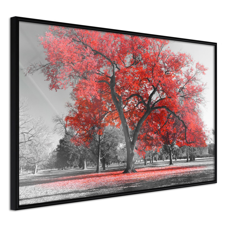 Poster Autumn in the Park (Red) - gray tree landscape with red leaves 122760 additionalImage 12