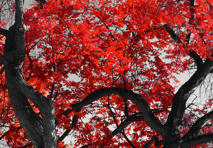 Poster Autumn in the Park (Red) - gray tree landscape with red leaves 122760 additionalImage 11
