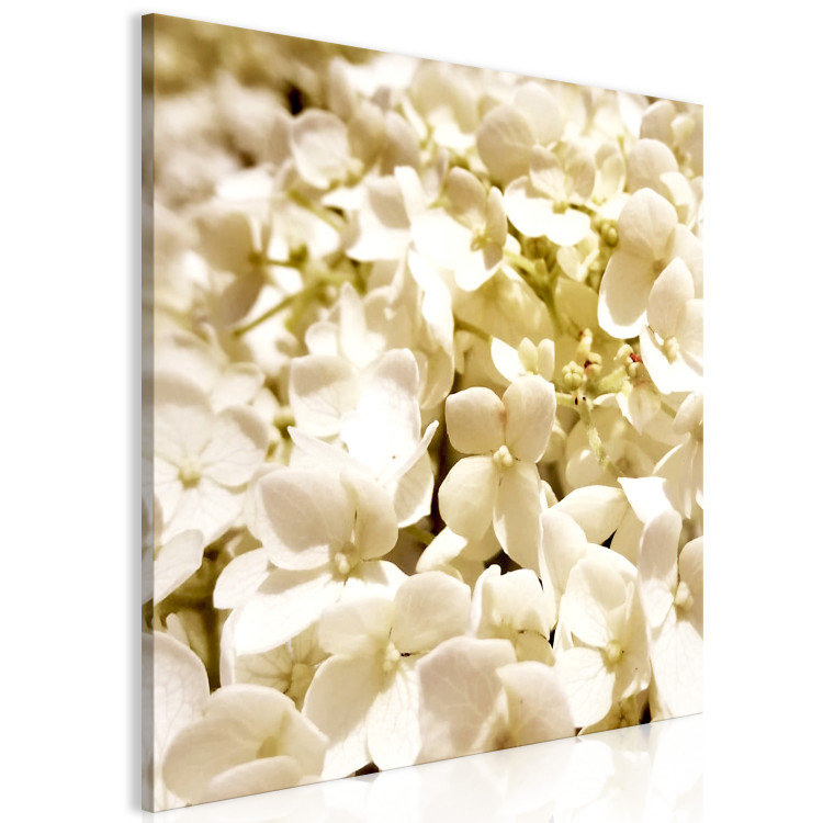 Canvas Print Spring flowers - a photograph of tiny flowers in white colour 123460 additionalImage 2