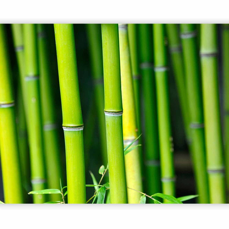 Photo Wallpaper Bamboo 61460 additionalImage 1