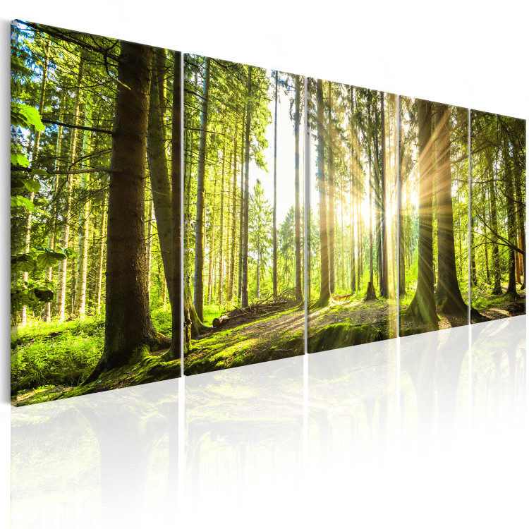 Canvas Print Green Glow (5-piece) - Sunrise Amidst Forest Nature 98560 additionalImage 2