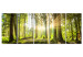 Canvas Print Green Glow (5-piece) - Sunrise Amidst Forest Nature 98560