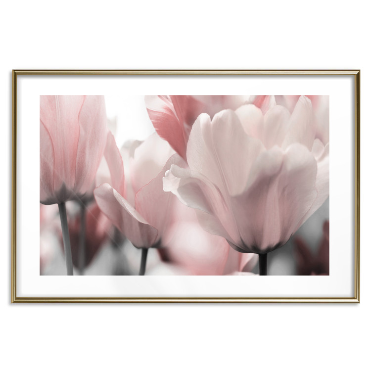Poster Fairy Tulips - composition with spring flowers in light pink color 117170 additionalImage 16