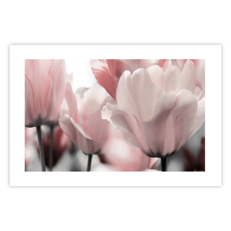 Poster Fairy Tulips - composition with spring flowers in light pink color 117170 additionalImage 18