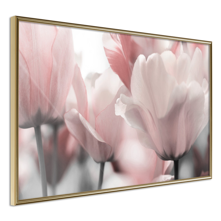 Poster Fairy Tulips - composition with spring flowers in light pink color 117170 additionalImage 12