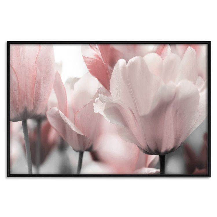 Poster Fairy Tulips - composition with spring flowers in light pink color 117170 additionalImage 20