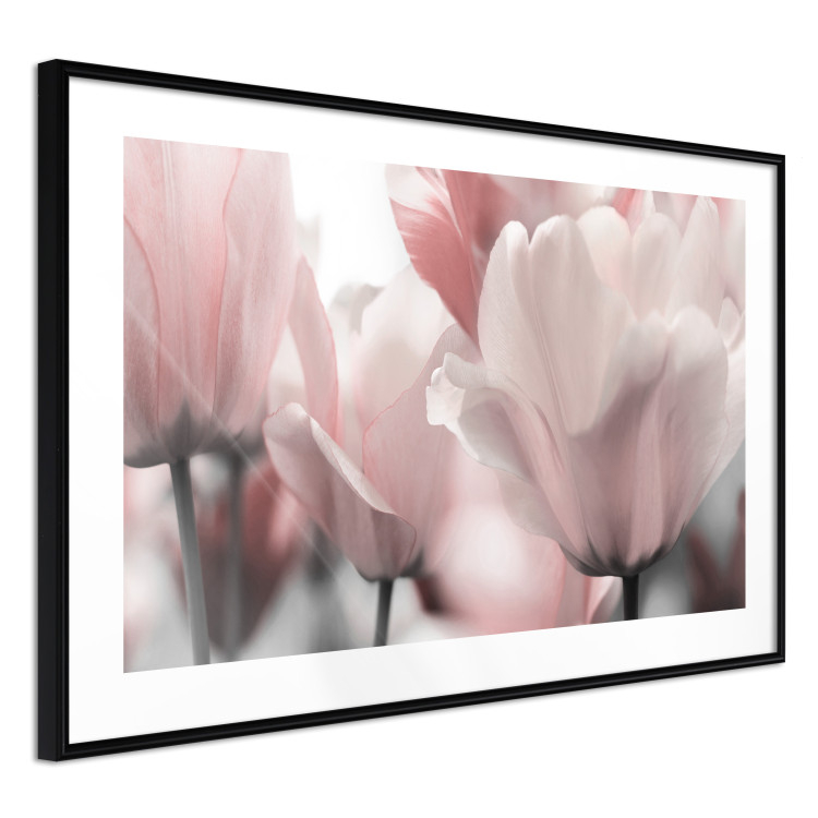 Poster Fairy Tulips - composition with spring flowers in light pink color 117170 additionalImage 11