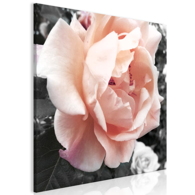 Canvas Art Print Unique Rose (1-part) - Flower of Nature in Gray Background 122670 additionalImage 2