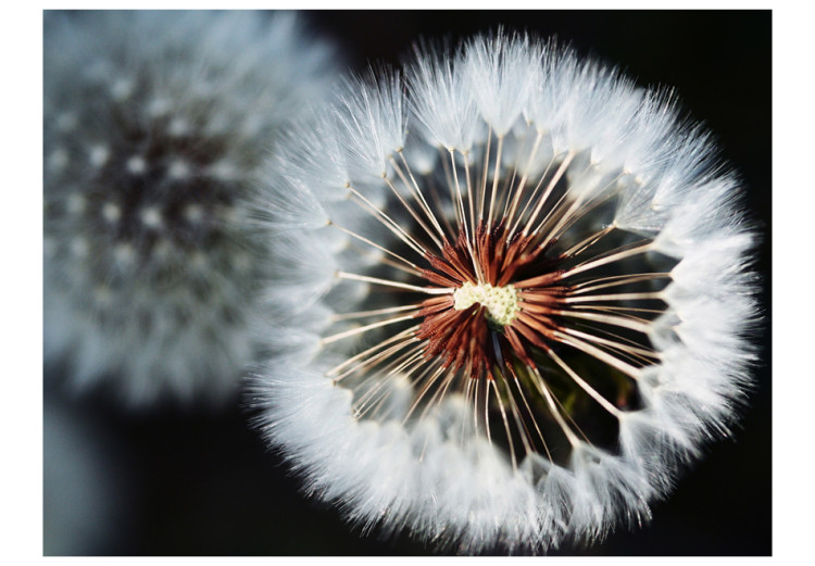 Wall Mural Dandelion - Fluffy Ball - Close-up of Flowers on a Black Background 60370 additionalImage 1