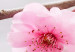 Canvas Zen: Cherry Blossoms III 97970 additionalThumb 5