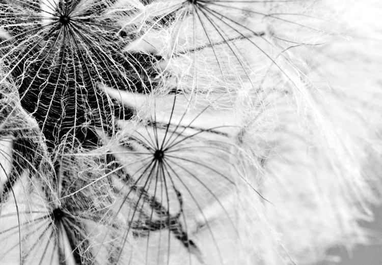 Canvas Fluffy Dandelions (4-part) - Flowers in Black and White Colors 107480 additionalImage 5