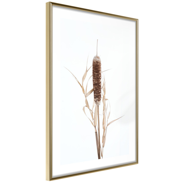 Poster Swamp Queen - autumn composition with aquatic plant on a white background 119180 additionalImage 6
