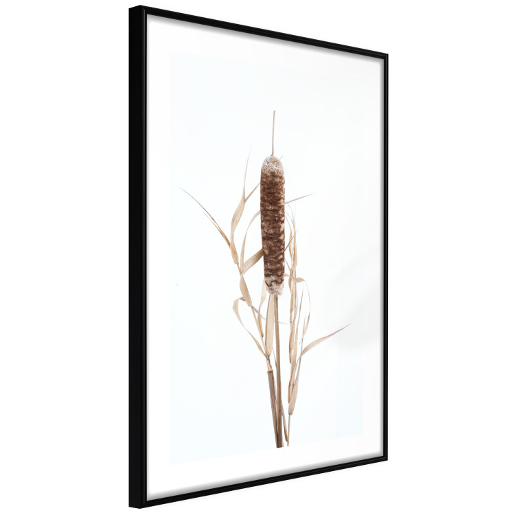 Poster Swamp Queen - autumn composition with aquatic plant on a white background 119180 additionalImage 11