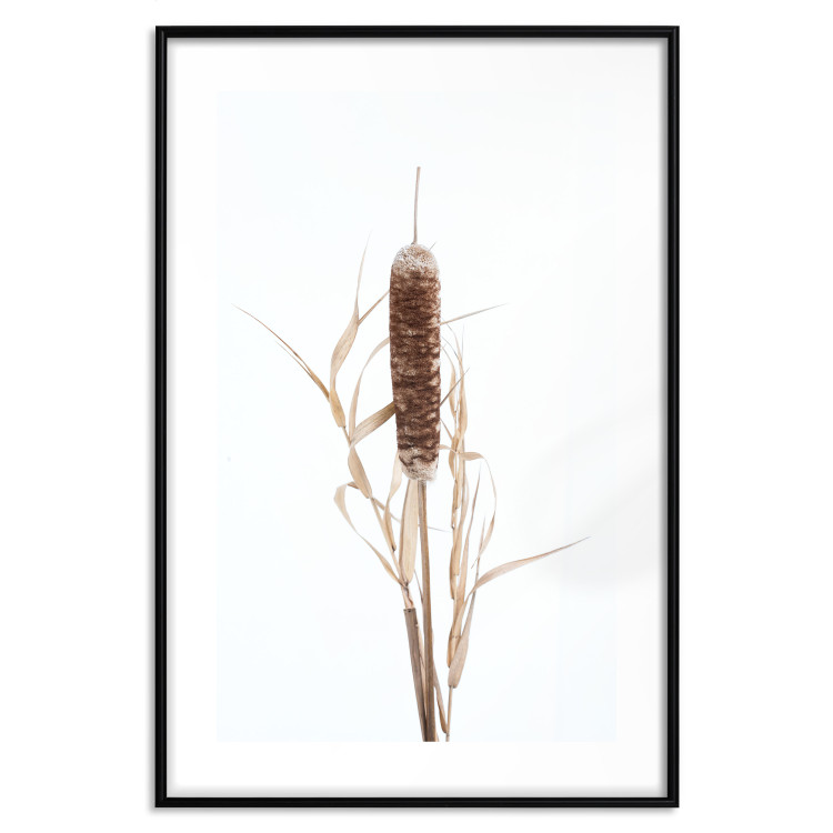 Poster Swamp Queen - autumn composition with aquatic plant on a white background 119180 additionalImage 19