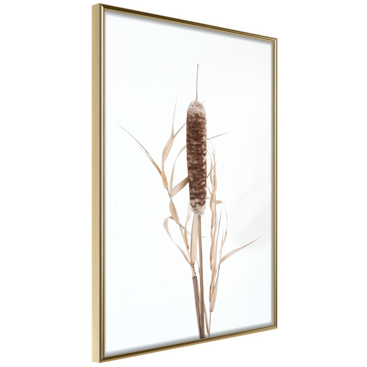 Poster Swamp Queen - autumn composition with aquatic plant on a white background 119180 additionalImage 12
