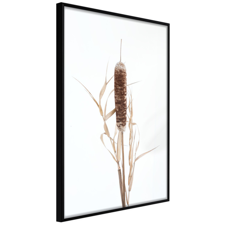 Poster Swamp Queen - autumn composition with aquatic plant on a white background 119180 additionalImage 10