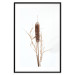 Poster Swamp Queen - autumn composition with aquatic plant on a white background 119180 additionalThumb 19