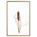 Poster Swamp Queen - autumn composition with aquatic plant on a white background 119180 additionalThumb 20