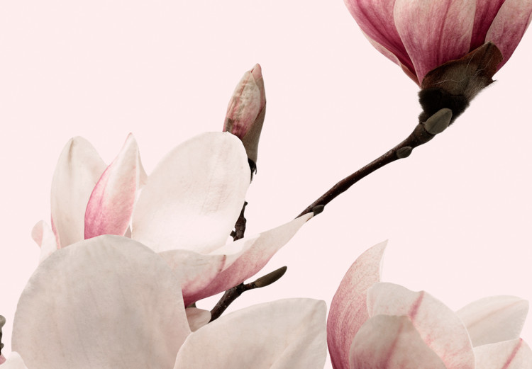Canvas Pink Spectrum of Nature (3-part) - Delicate Magnolia Blossom 122780 additionalImage 4