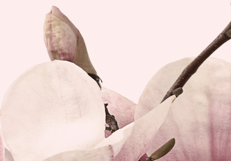 Canvas Pink Spectrum of Nature (3-part) - Delicate Magnolia Blossom 122780 additionalImage 5