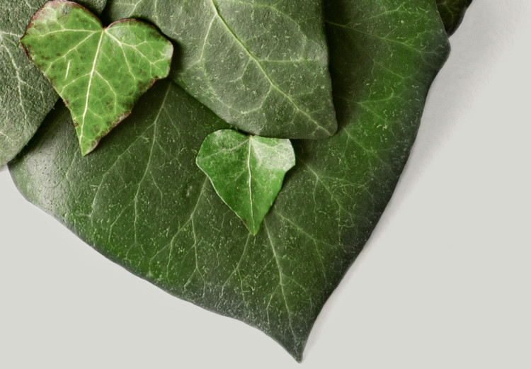 Poster Loving Ivy - beautiful composition with green plants on a white background 137280 additionalImage 17