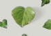 Poster Loving Ivy - beautiful composition with green plants on a white background 137280 additionalThumb 19