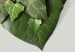 Poster Loving Ivy - beautiful composition with green plants on a white background 137280 additionalThumb 24