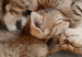 Canvas Art Print Soft kitty, warm kitty, little ball of fur... 58780 additionalThumb 5