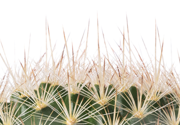 Wall Poster Cactus with Eyes - funny little prickly plant on a solid background 116890 additionalImage 9