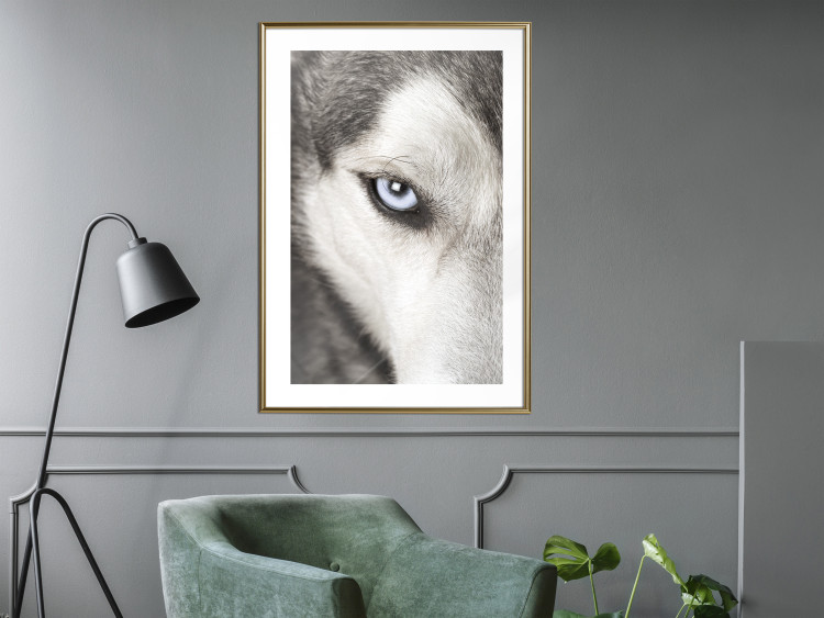 Wall Poster Dog's Gaze - black and white dog face with distinct white eye 123990 additionalImage 13