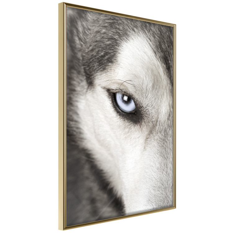 Wall Poster Dog's Gaze - black and white dog face with distinct white eye 123990 additionalImage 12