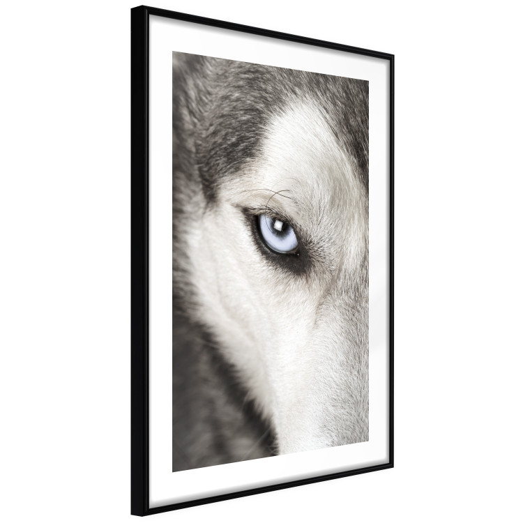 Wall Poster Dog's Gaze - black and white dog face with distinct white eye 123990 additionalImage 11