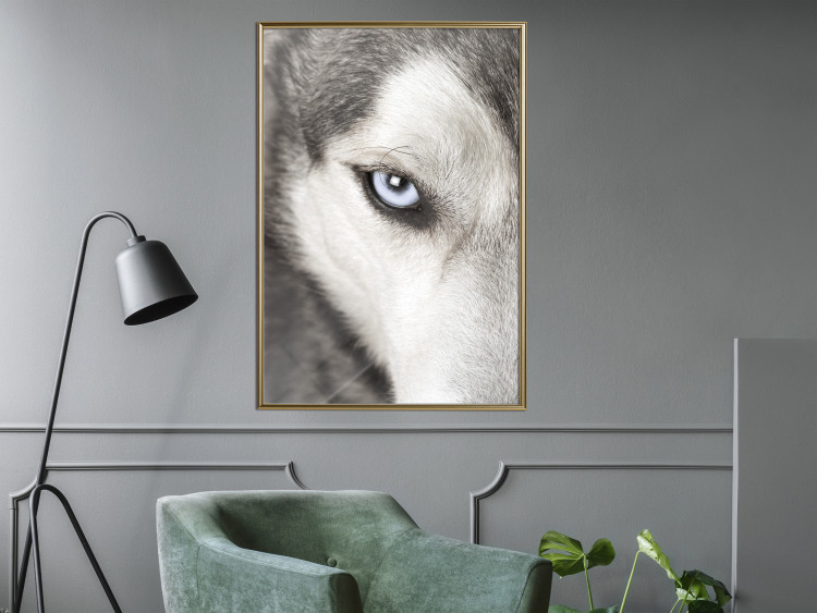 Wall Poster Dog's Gaze - black and white dog face with distinct white eye 123990 additionalImage 5