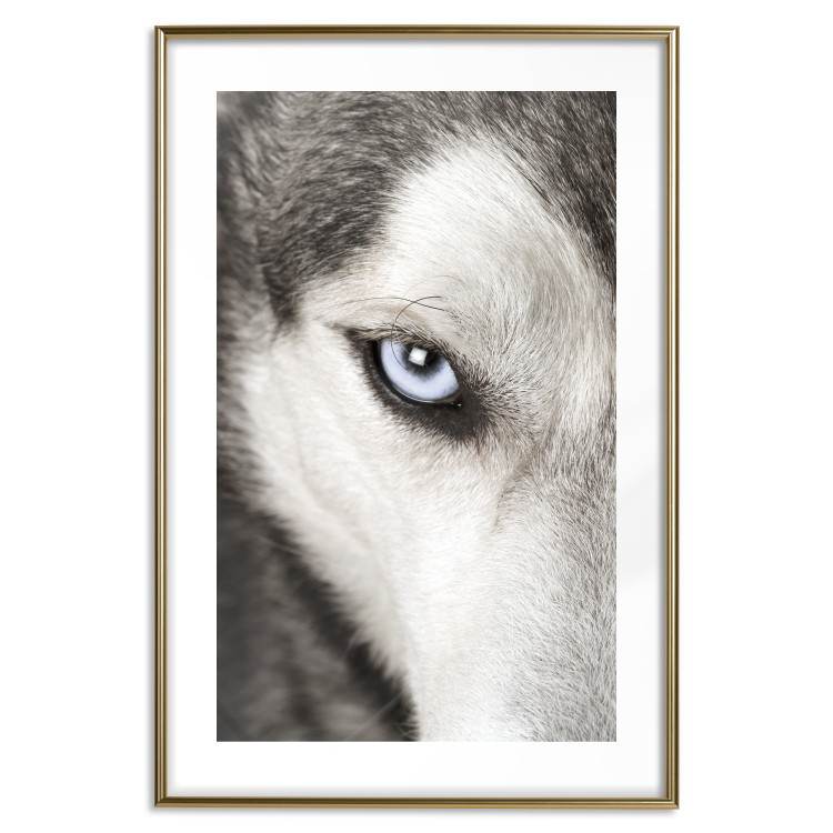 Wall Poster Dog's Gaze - black and white dog face with distinct white eye 123990 additionalImage 14