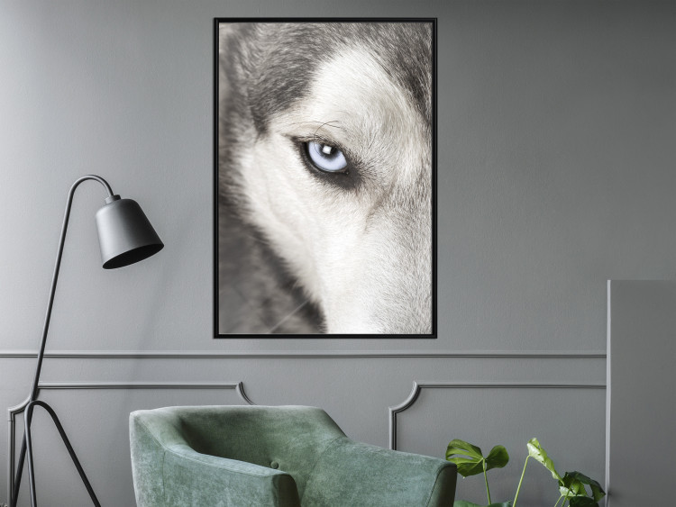 Wall Poster Dog's Gaze - black and white dog face with distinct white eye 123990 additionalImage 3