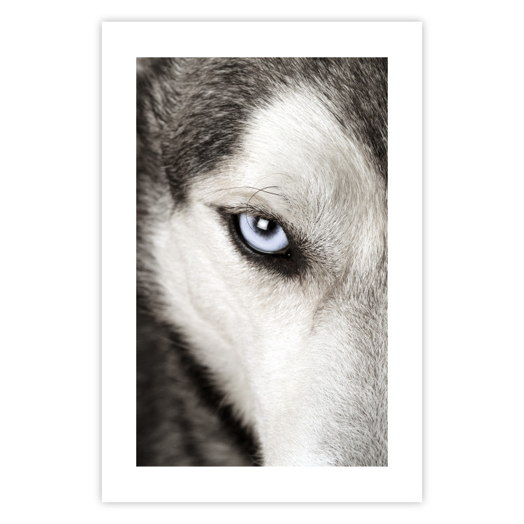 Wall Poster Dog's Gaze - black and white dog face with distinct white eye 123990 additionalImage 19