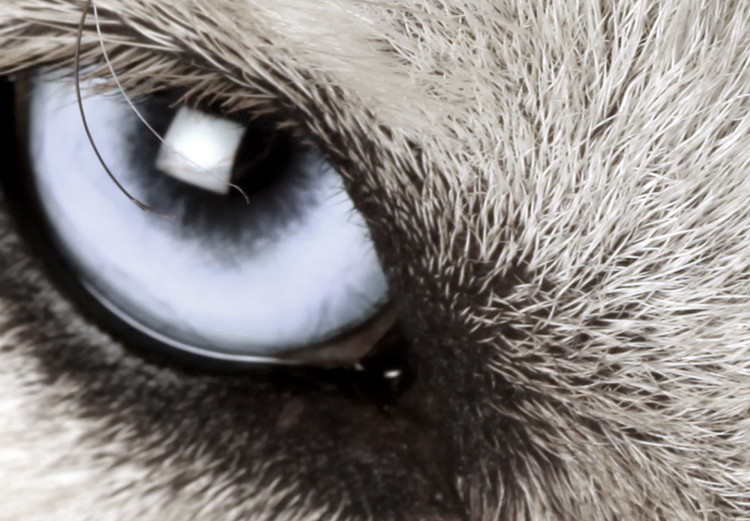 Wall Poster Dog's Gaze - black and white dog face with distinct white eye 123990 additionalImage 9
