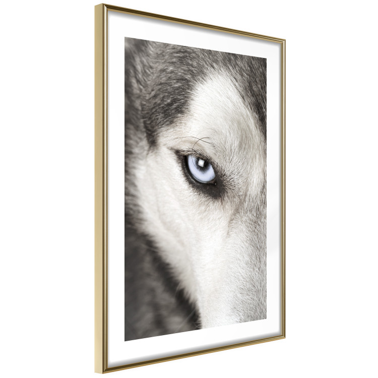 Wall Poster Dog's Gaze - black and white dog face with distinct white eye 123990 additionalImage 6