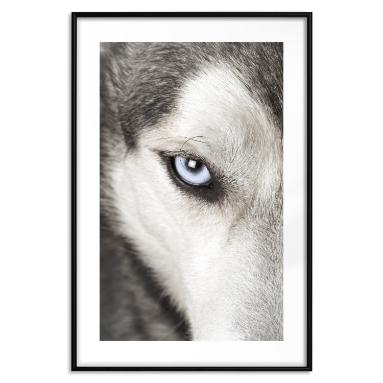 Wall Poster Dog's Gaze - black and white dog face with distinct white eye 123990 additionalImage 15