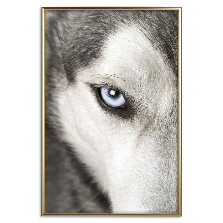 Wall Poster Dog's Gaze - black and white dog face with distinct white eye 123990 additionalImage 16
