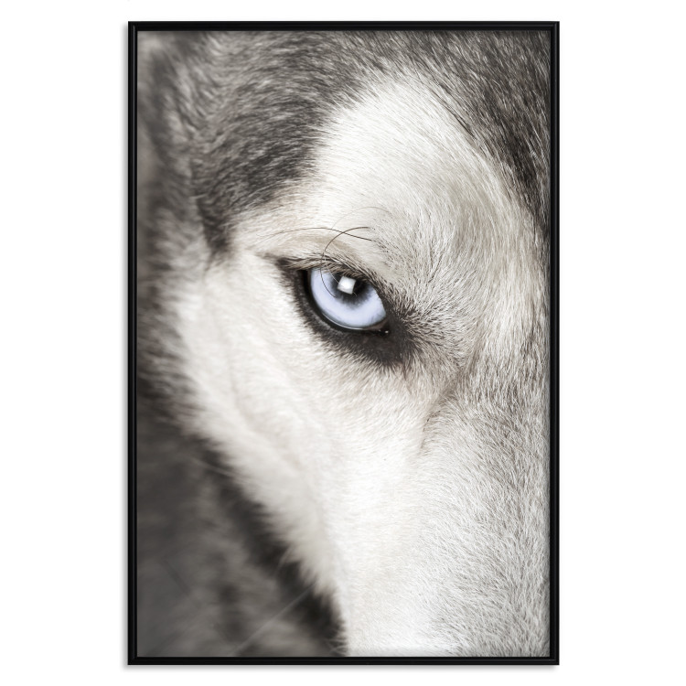 Wall Poster Dog's Gaze - black and white dog face with distinct white eye 123990 additionalImage 18