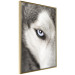 Wall Poster Dog's Gaze - black and white dog face with distinct white eye 123990 additionalThumb 12