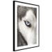 Wall Poster Dog's Gaze - black and white dog face with distinct white eye 123990 additionalThumb 11