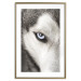 Wall Poster Dog's Gaze - black and white dog face with distinct white eye 123990 additionalThumb 14