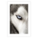 Wall Poster Dog's Gaze - black and white dog face with distinct white eye 123990 additionalThumb 19