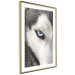 Wall Poster Dog's Gaze - black and white dog face with distinct white eye 123990 additionalThumb 6