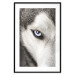Wall Poster Dog's Gaze - black and white dog face with distinct white eye 123990 additionalThumb 15