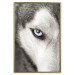 Wall Poster Dog's Gaze - black and white dog face with distinct white eye 123990 additionalThumb 16