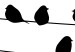 Poster Bird Family - black and white birds sitting on wires on a white background 125090 additionalThumb 9