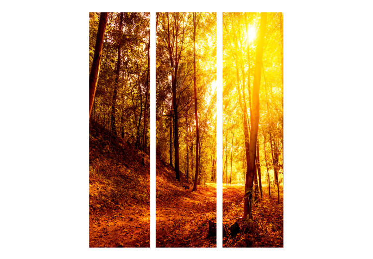 Room Divider Autumn Stroll - landscape of golden tree scenery in an autumn forest 134090 additionalImage 3